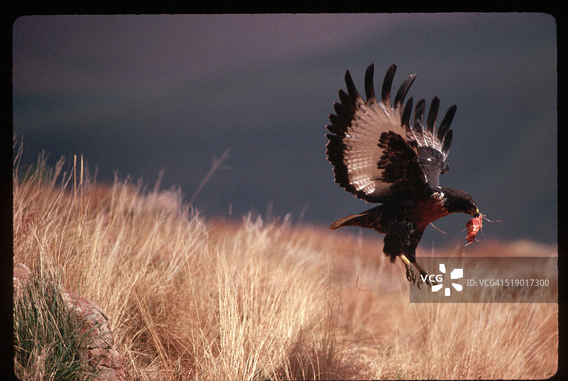 饥饿的豺狼图片素材