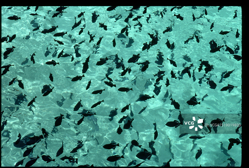 喂食黑炮弹鱼图片素材