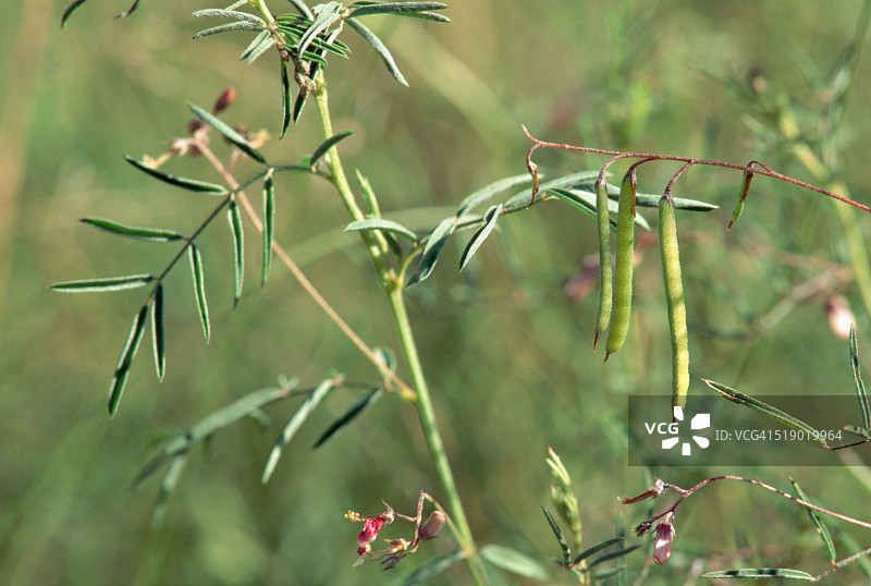 豌豆科植物上的豆荚图片素材
