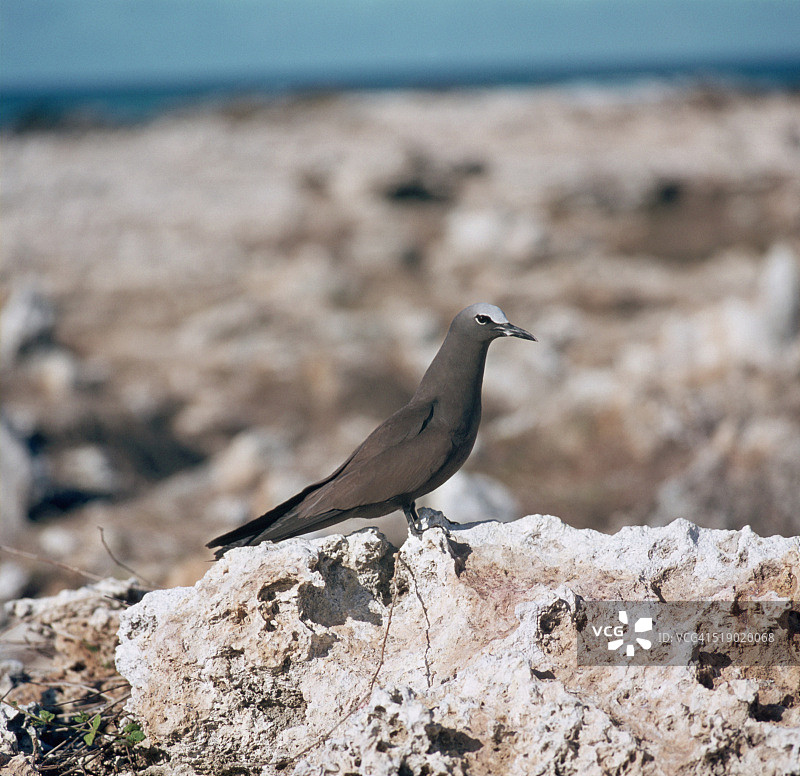 栖息在珊瑚上的棕色玄燕鸥图片素材