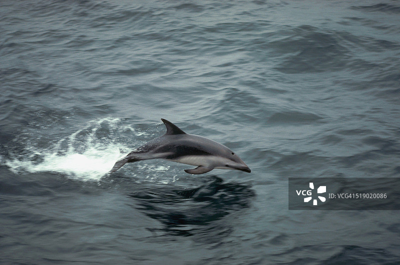 黑白海豚跃出水面图片素材