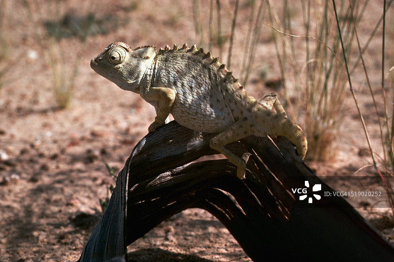 变色龙在百岁兰叶子上图片素材
