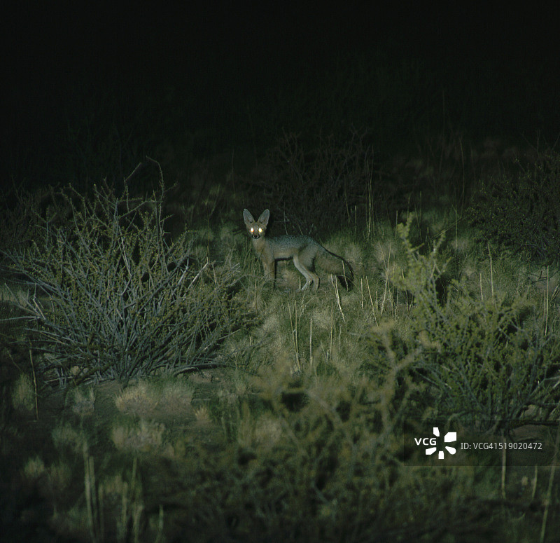夜晚的海角狐狸图片素材