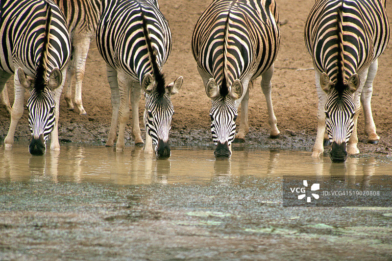 斑马在水坑边饮水图片素材