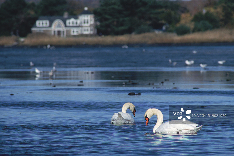 在康涅狄格河中觅食的天鹅图片素材