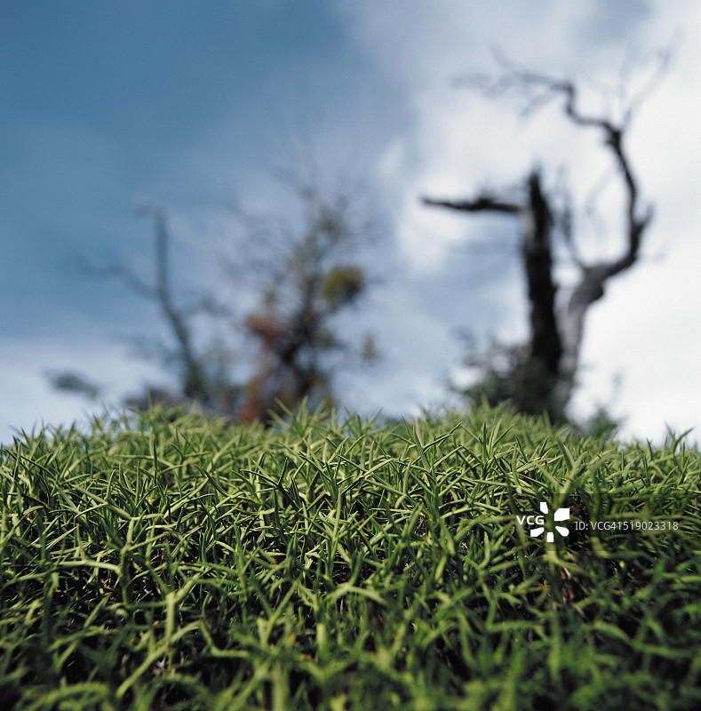 带刺草丛图片素材