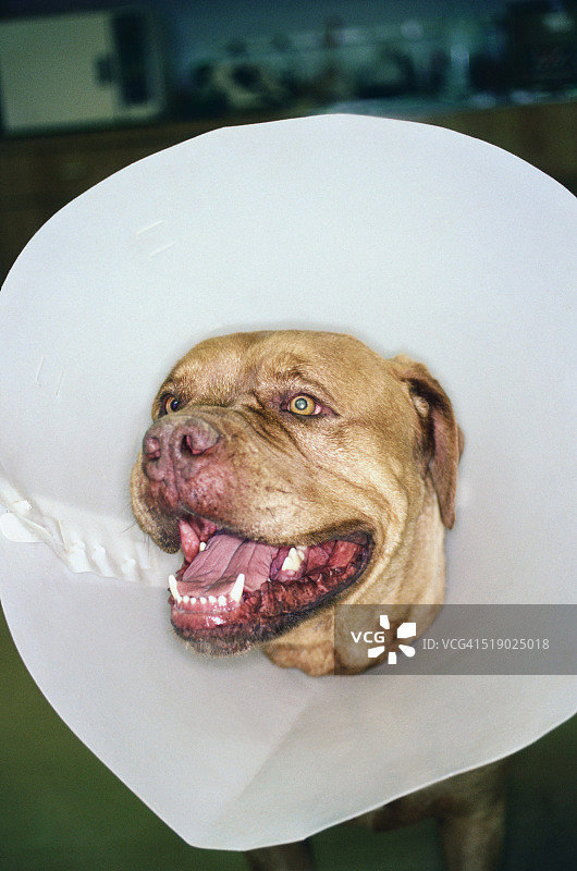 戴着保护项圈的牛獒图片素材