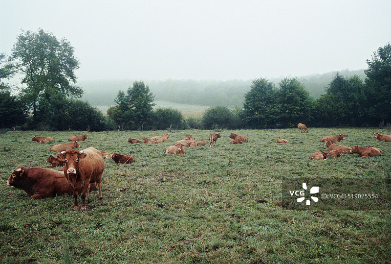 牧场上的牛图片素材