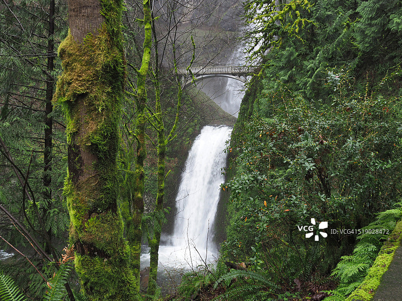 俄勒冈州薄雾中的穆特诺玛瀑布图片素材