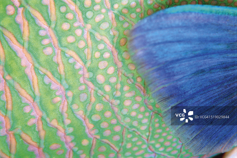 双色鹦嘴鱼的鱼鳍和鳞片图片素材