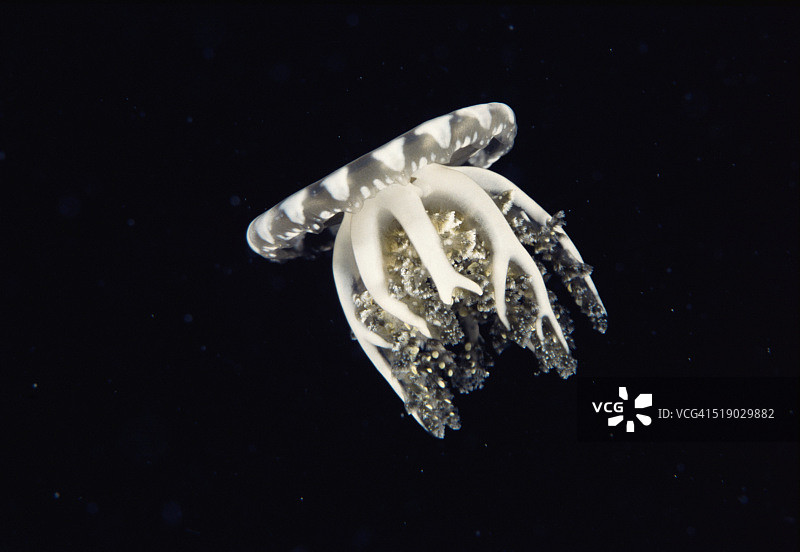 倒立水母图片素材