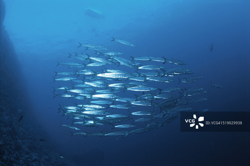 梭鱼群图片素材