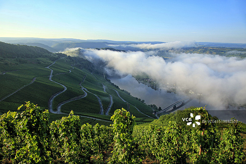 摩泽尔河谷葡萄园的晨雾图片素材
