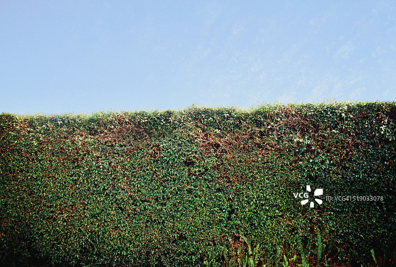 女贞树篱图片素材