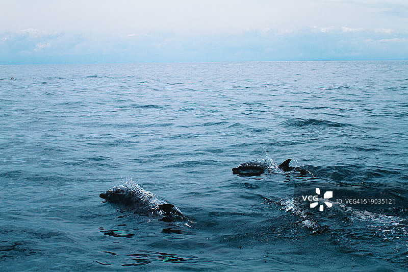 热带斑海豚图片素材
