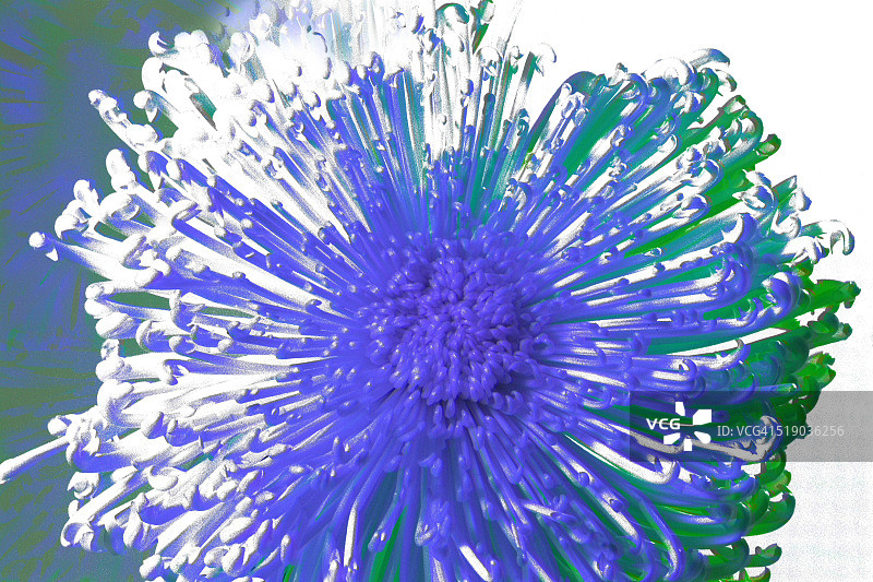 盛开的鲜花图片素材