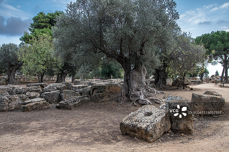 古老的橄榄树图片素材
