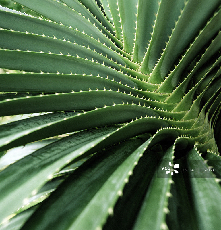 植物叶子和茎特写图片素材