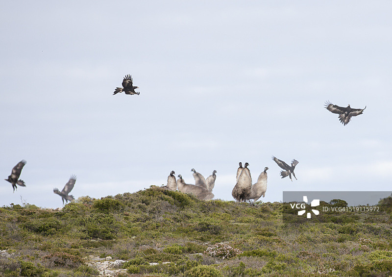 来自上方图片素材