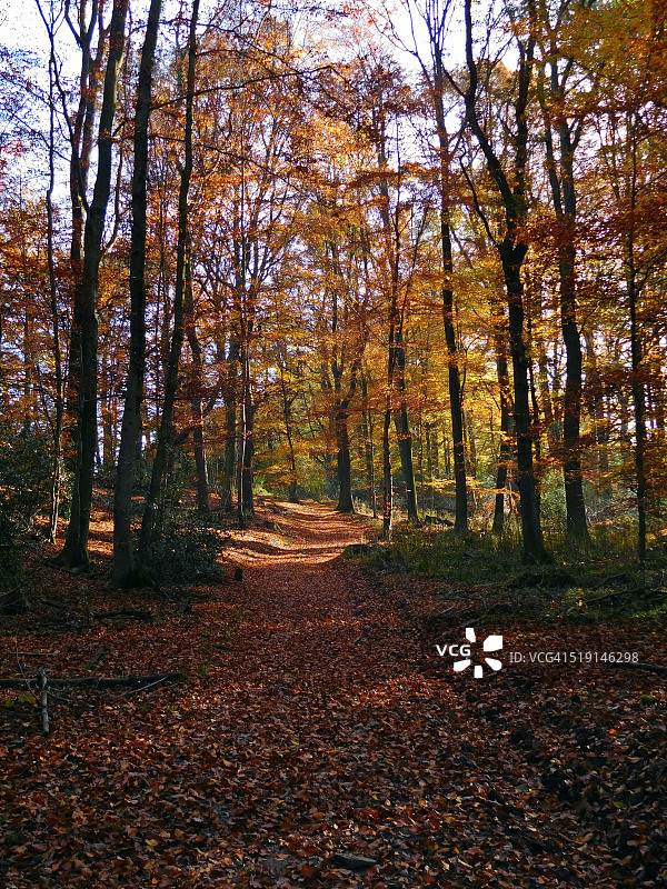 森林中的空旷小路图片素材