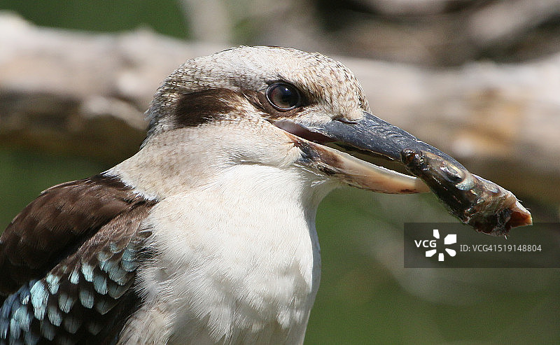 捕到鱼的笑翠鸟图片素材
