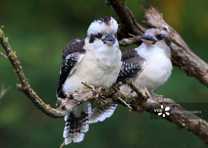笑翠鸟图片素材
