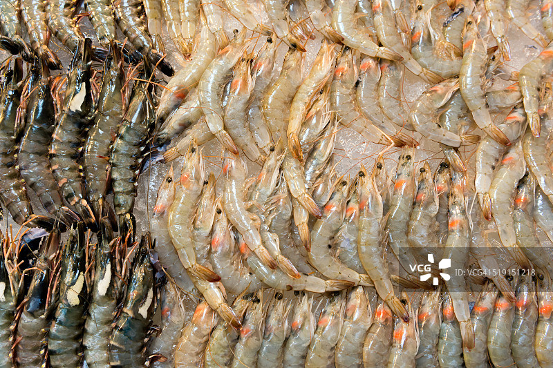 对虾图片素材