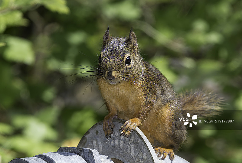 道格拉斯松鼠图片素材
