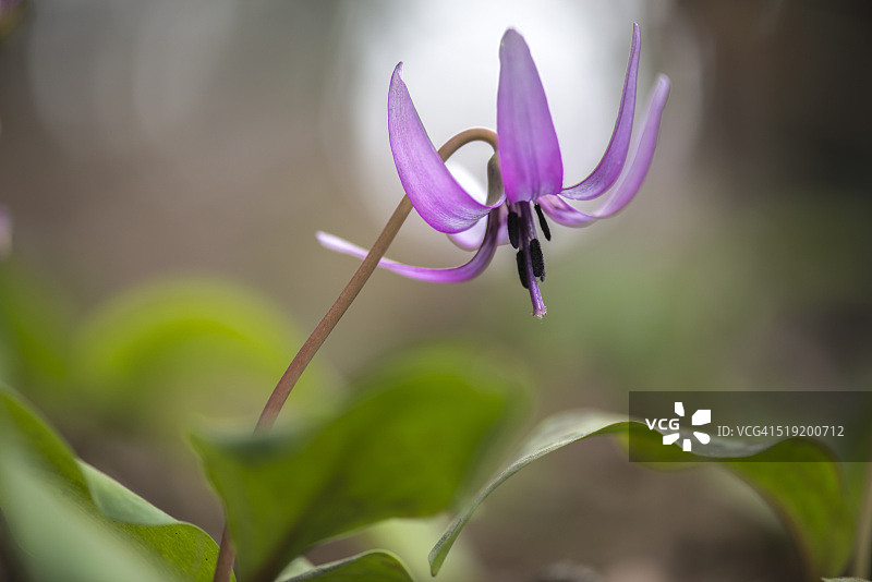 可爱的日本春天野花“片栗”图片素材