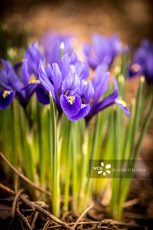 早春的紫色网脉鸢尾图片素材