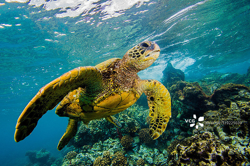冲浪中的海龟图片素材
