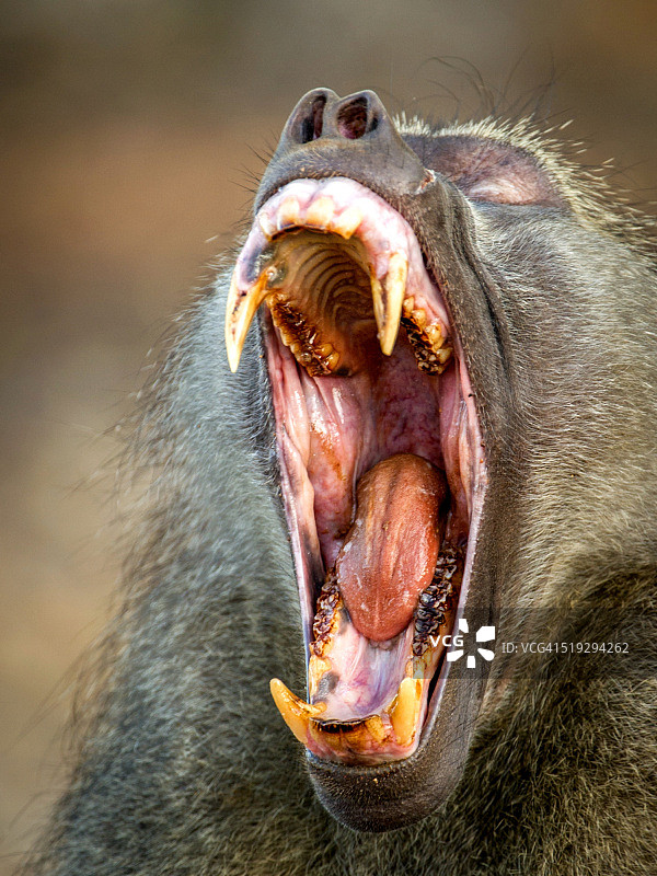 露出獠牙的狒狒图片素材