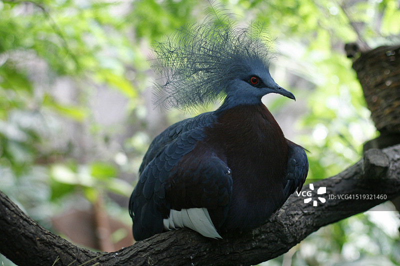 维多利亚冠鸽(古拉维多利亚)原产于新几内亚地区图片素材