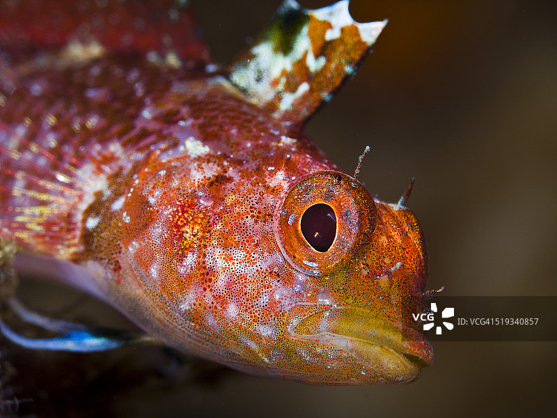 迪氏三鳍鳚鱼图片素材