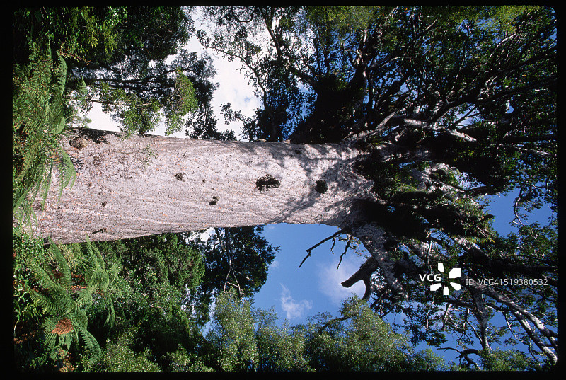 新西兰考里森林图片素材