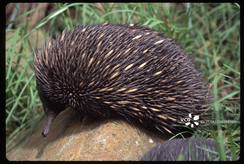 澳大利亚动物园的针鼹图片素材