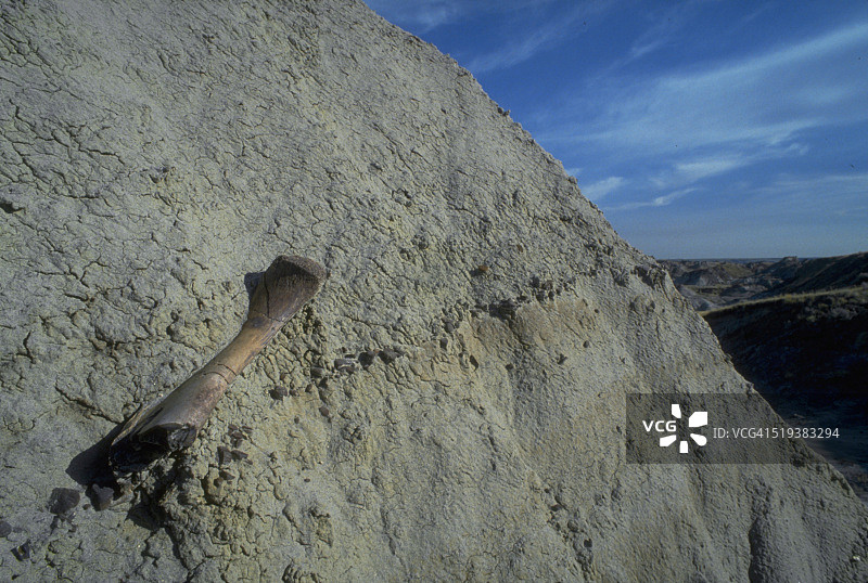 砂岩中的阿尔伯塔龙骨骼图片素材