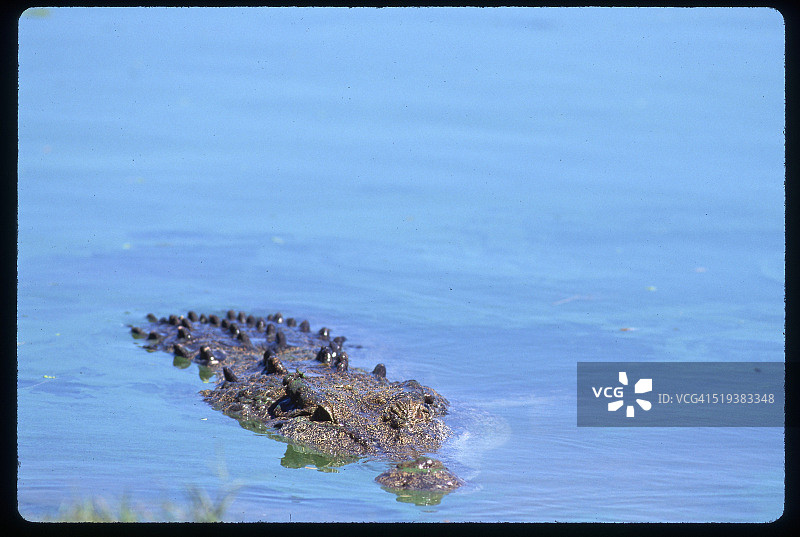 鳄鱼养殖场中浸没在水中的咸水鳄鱼图片素材