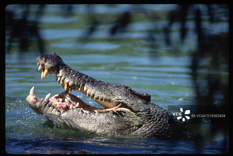 阿德莱德河鳄鱼养殖场的咸水鳄图片素材
