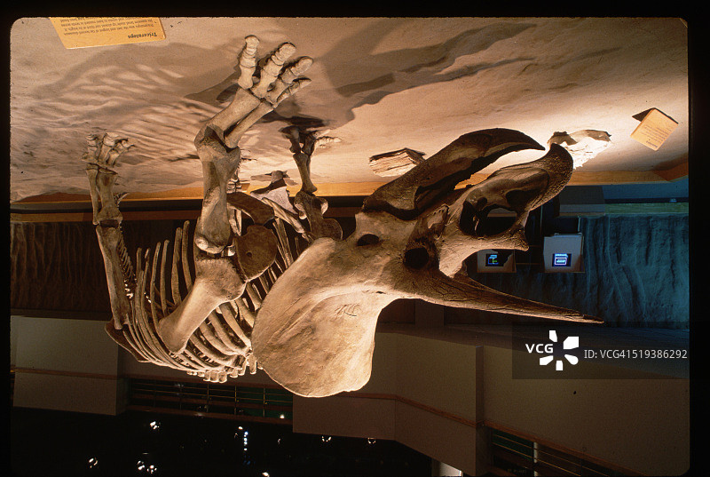 三角龙骨骼图片素材