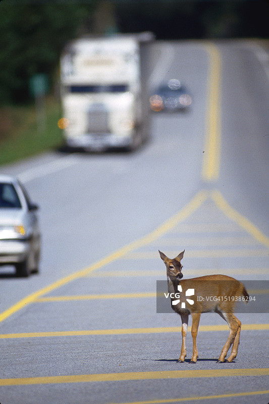 斯基纳路上的小鹿路口图片素材