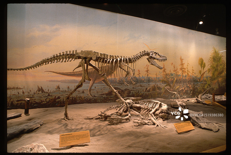 艾伯塔龙骨架图片素材