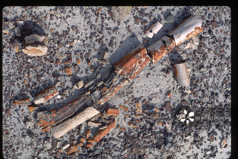 阿尔伯托龙化石图片素材