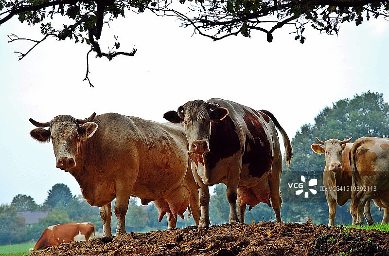 红色荷斯坦奶牛图片素材