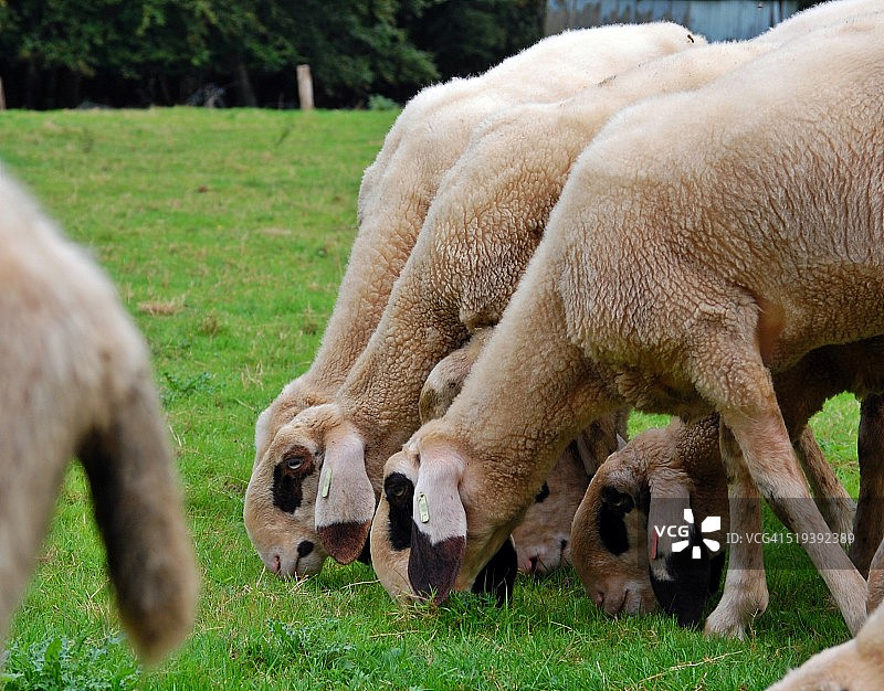 戴眼镜的绵羊图片素材