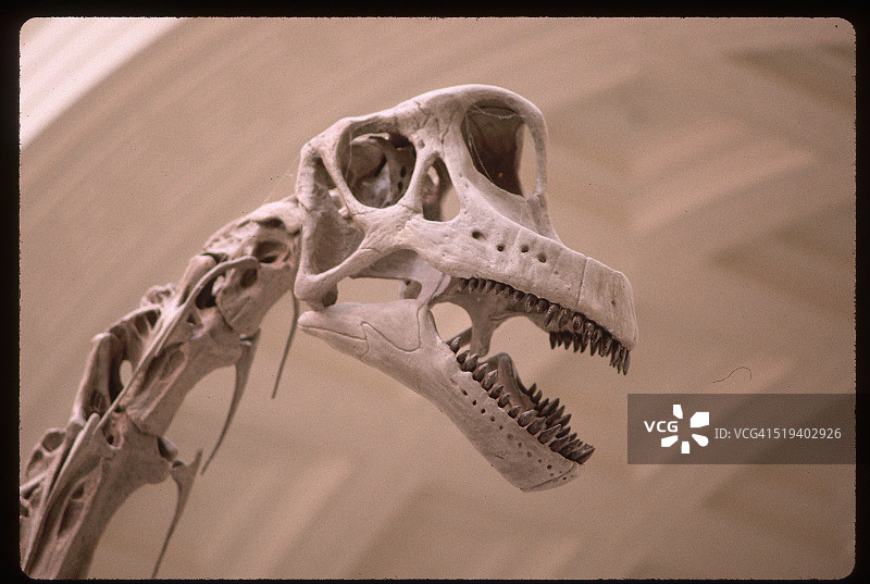 菲尔德博物馆的腕龙颅骨图片素材