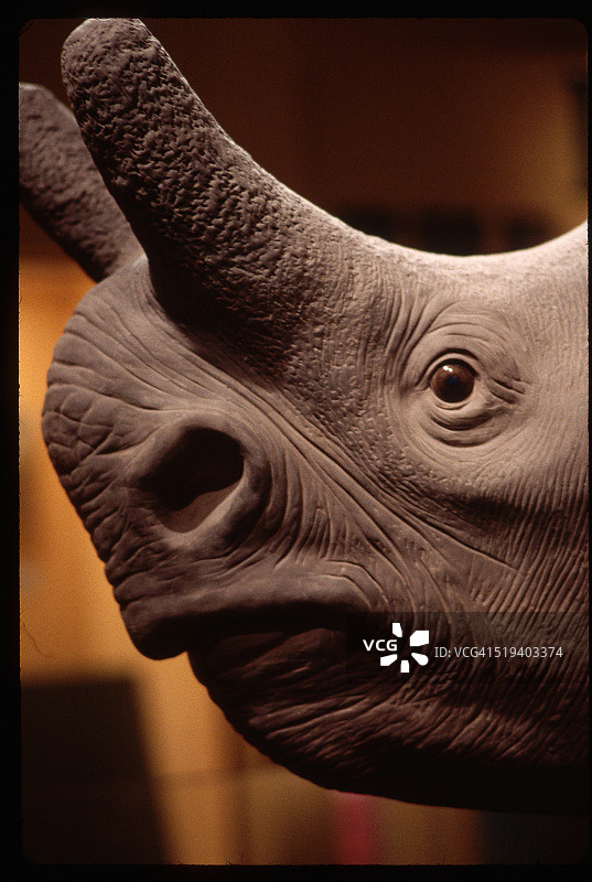 雷兽头部模型图片素材