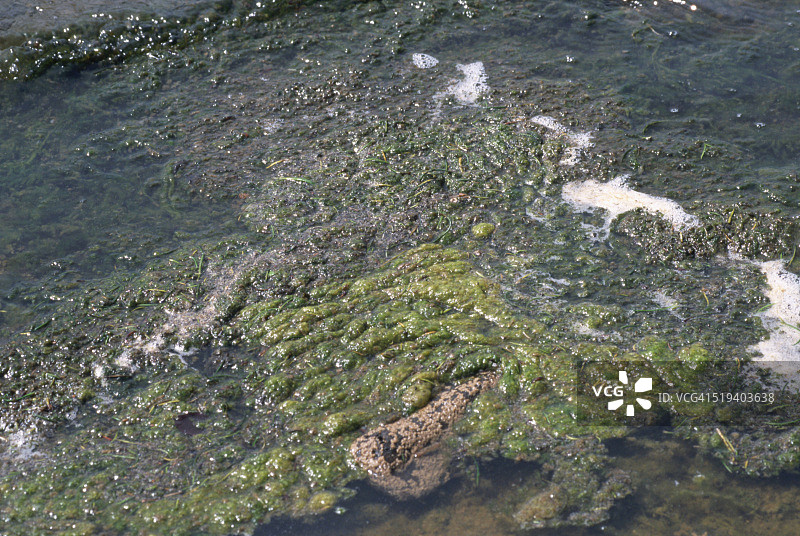 爱尔兰利恩湖中的含氮藻类图片素材