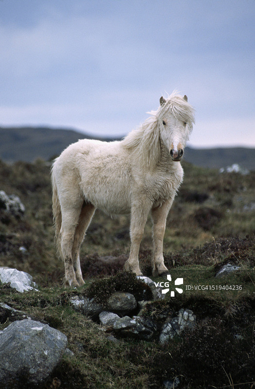 在Letterdife沼泽地的康尼马拉矮种马图片素材