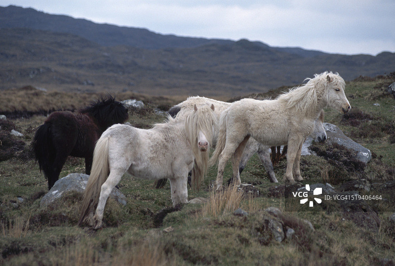 康尼马拉小马在莱特迪夫沼泽的乡村图片素材